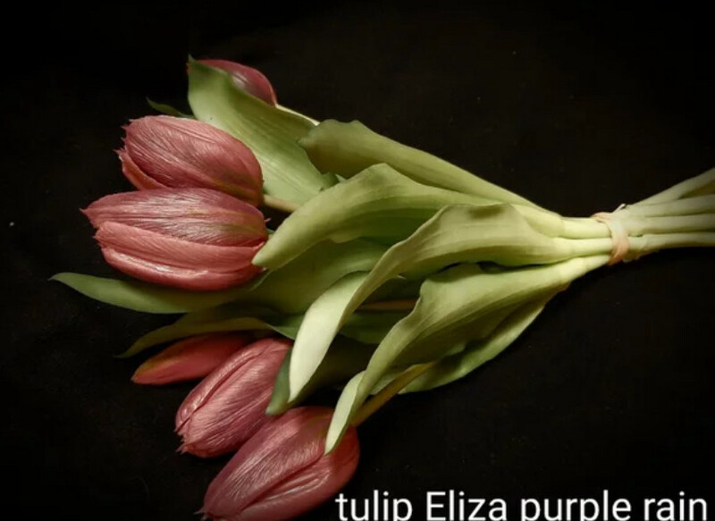 Tulpen Purple Rain 30cm