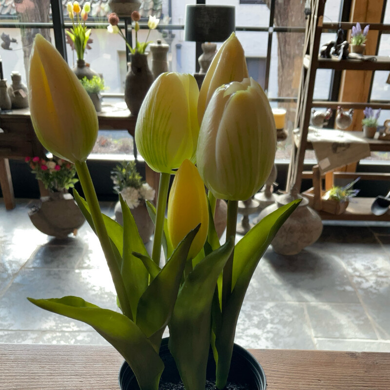Witte Tulpen In Potje
