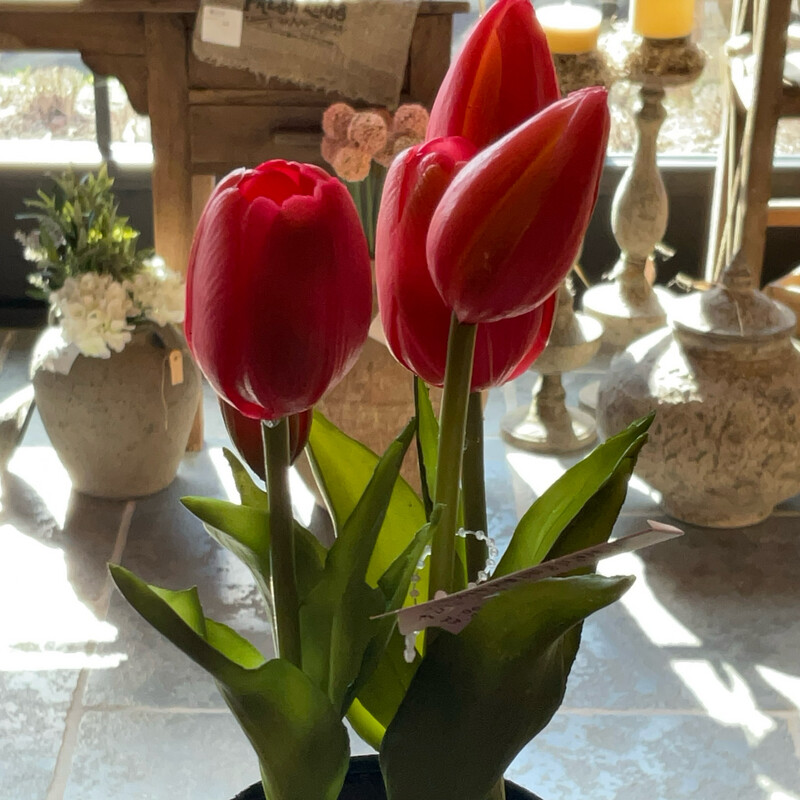 Rode Tulpen In Potje