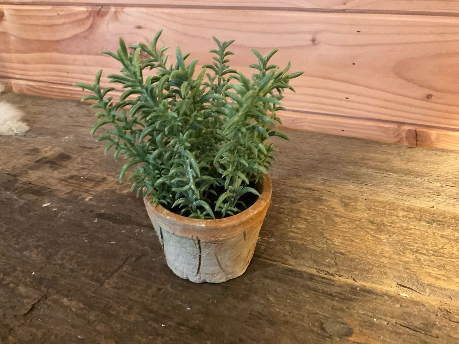 Potje thyme