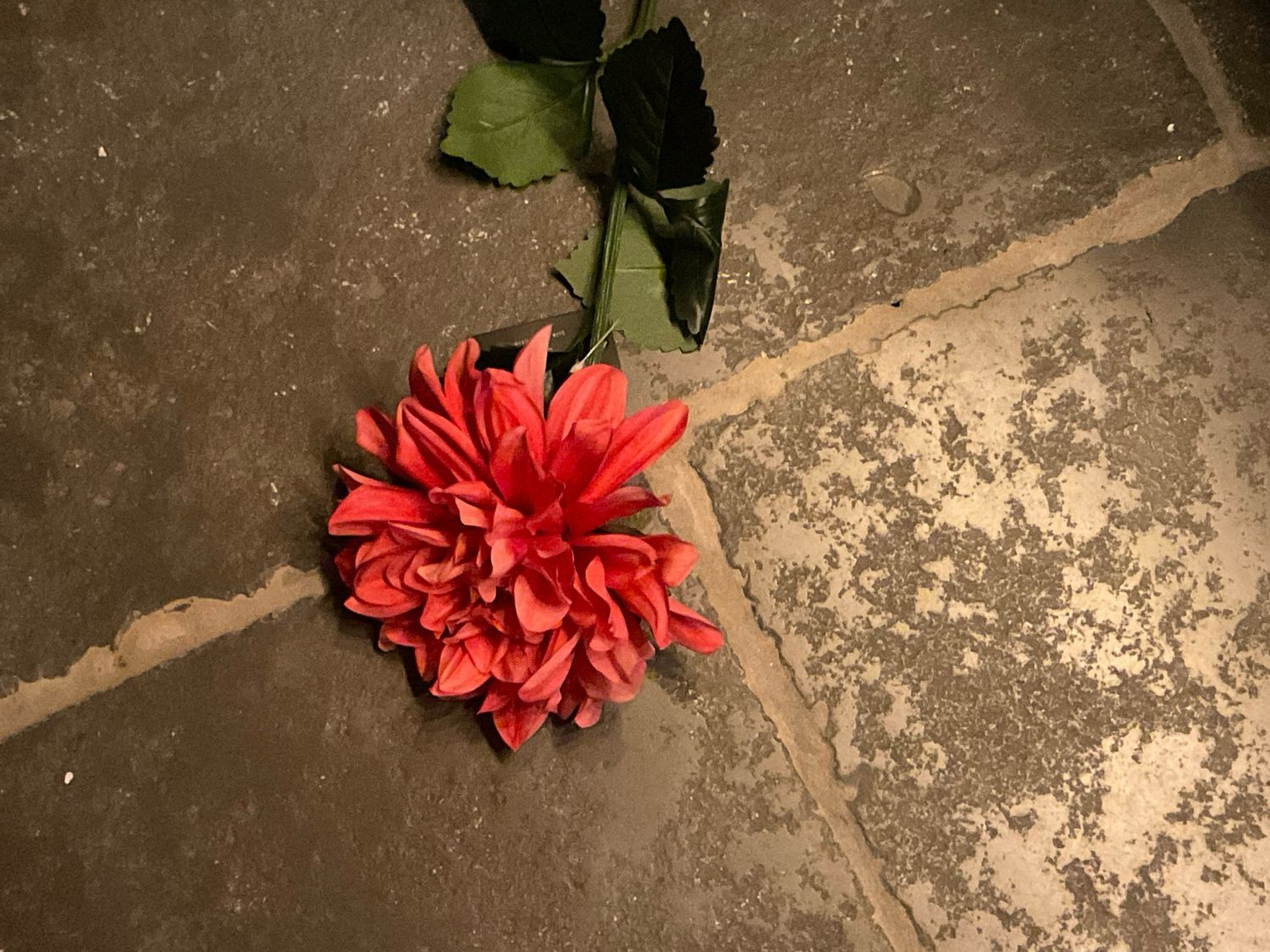 Dahlia fushia