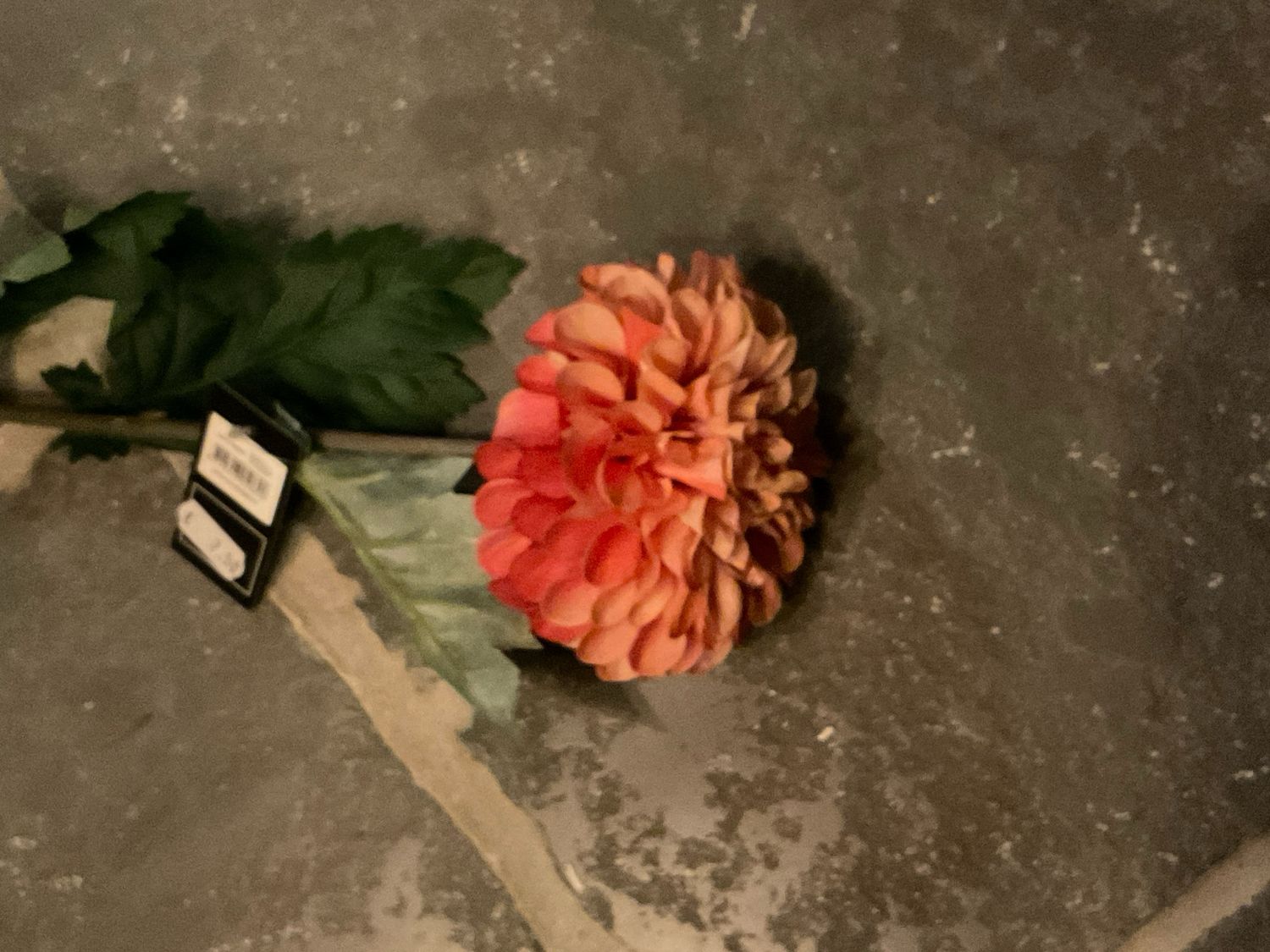 Dahlia oranje