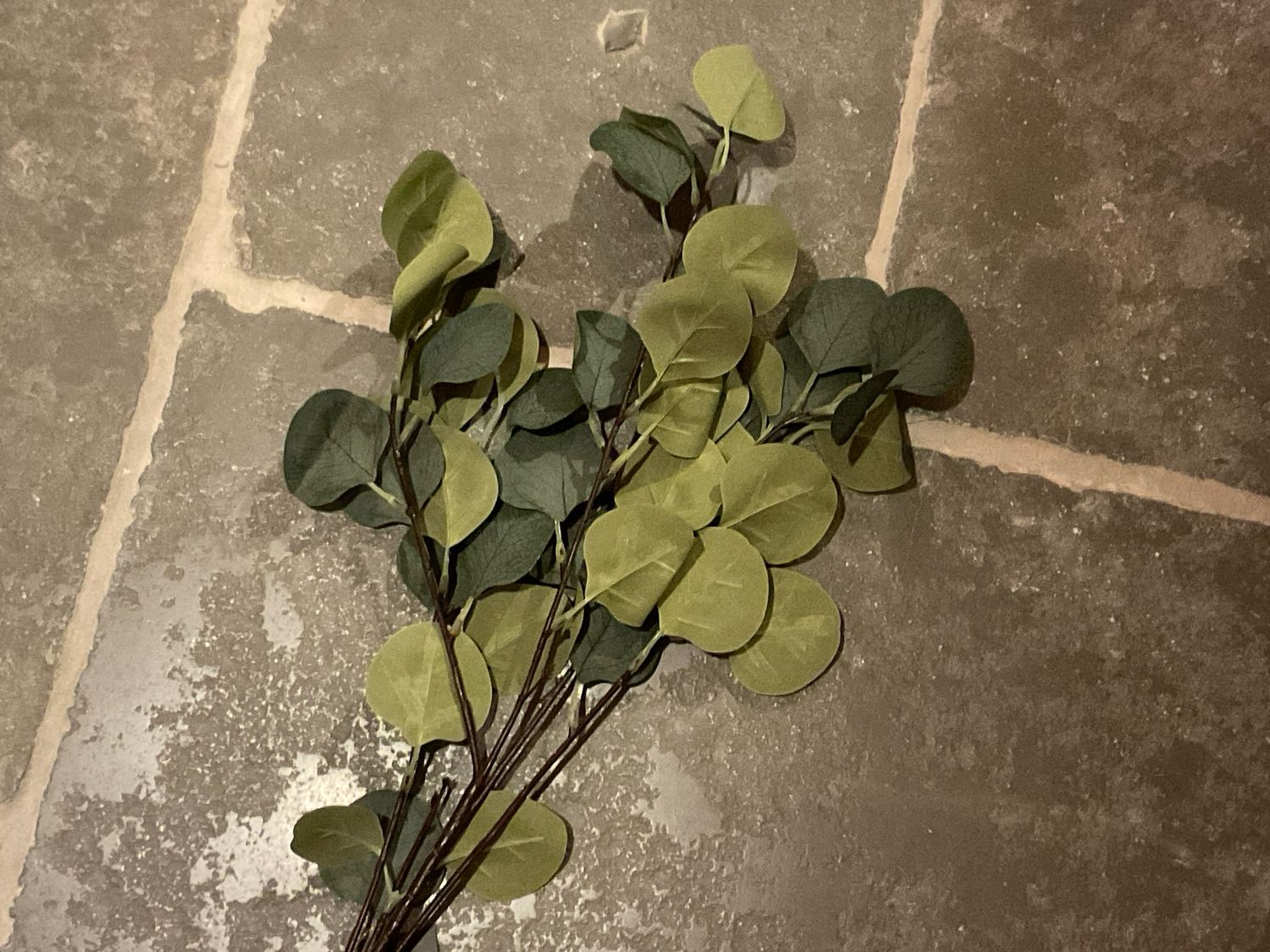 Eucalyptus