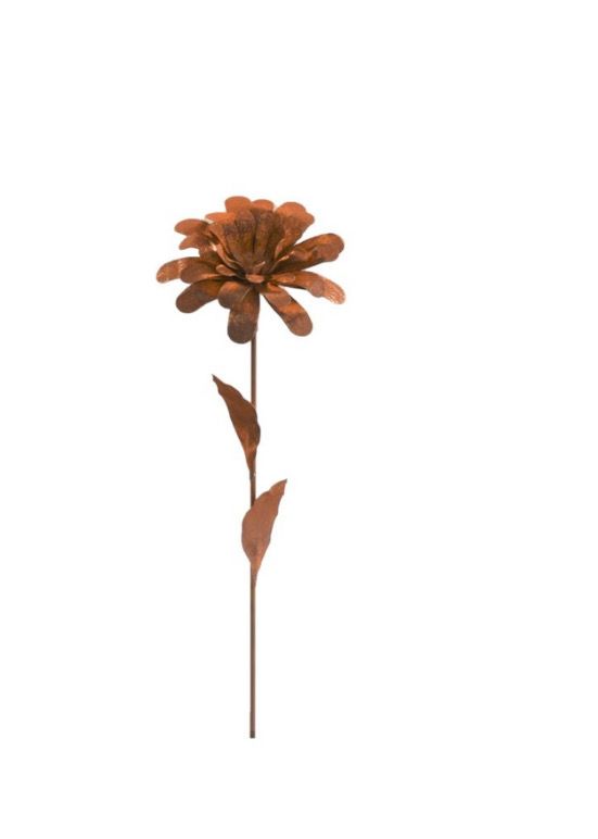 Roeste bloem dahlia