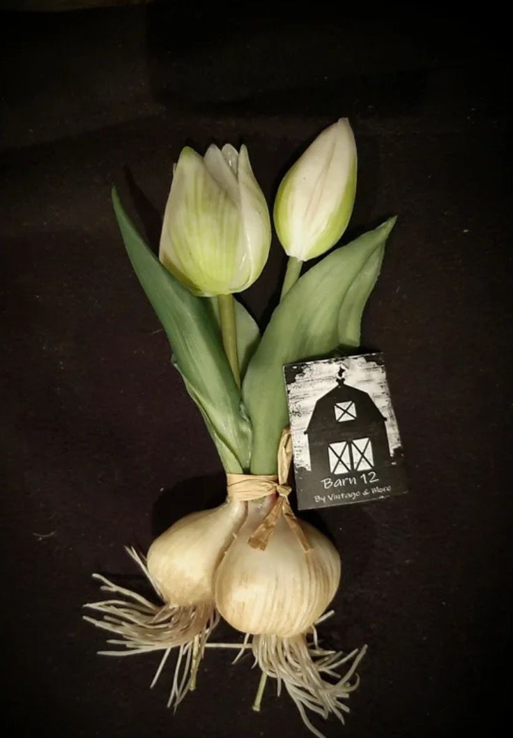 Witte knoltulp in bundel (2)
