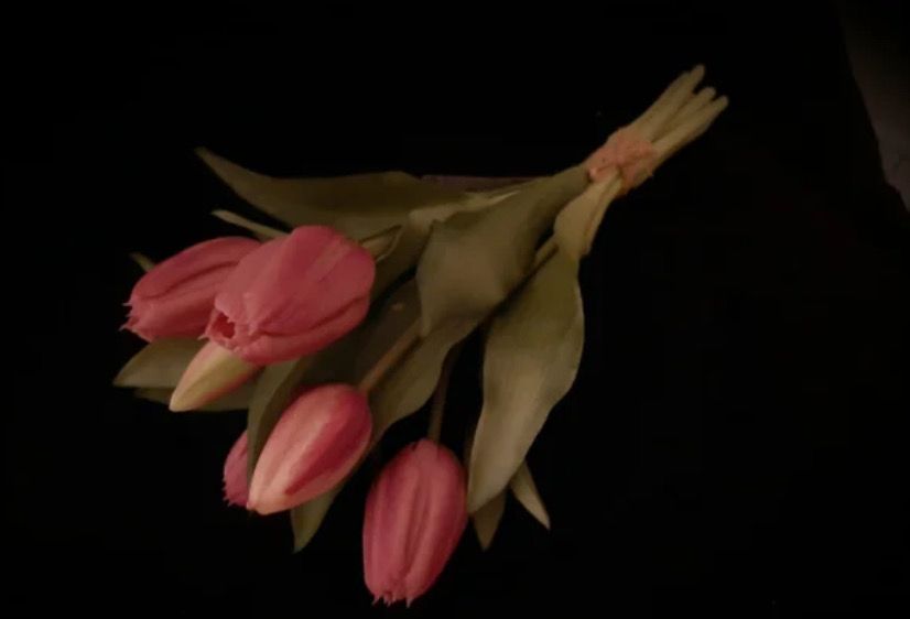 Tulpen mauve 7 stelen 30cm lang