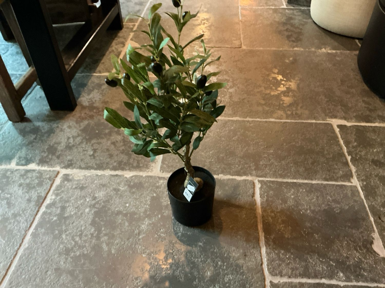 Olijfboom in potje 57cm hoog