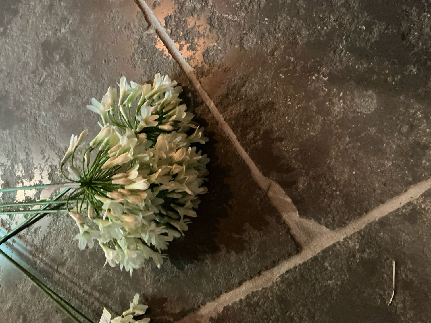 Agapantus 75cm cream