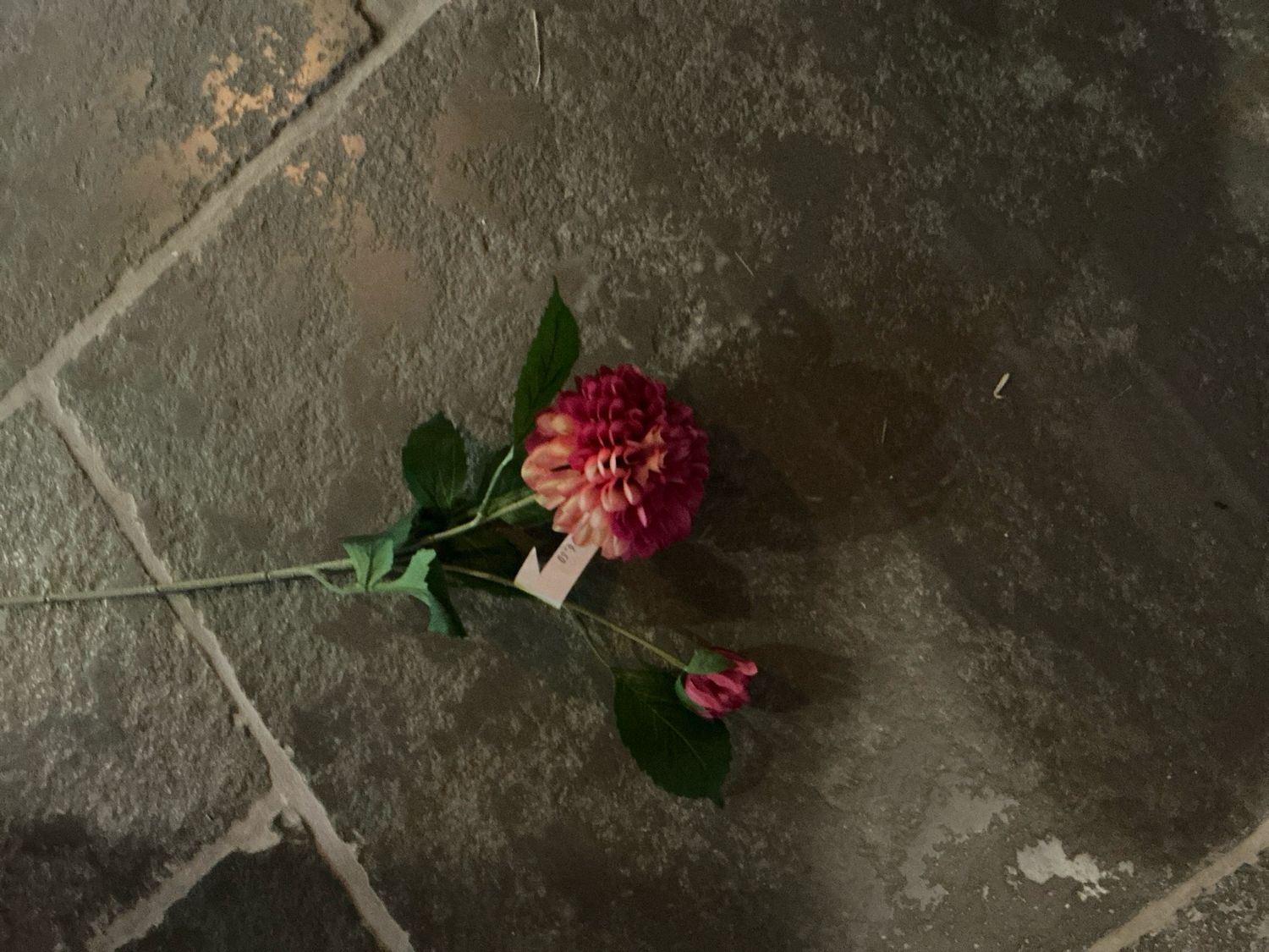 Dahlia 60cm fushia
