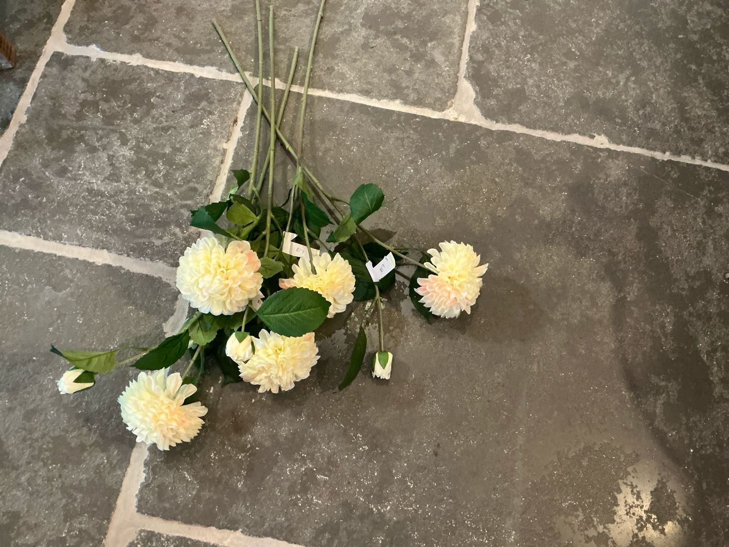 Dahlia creme