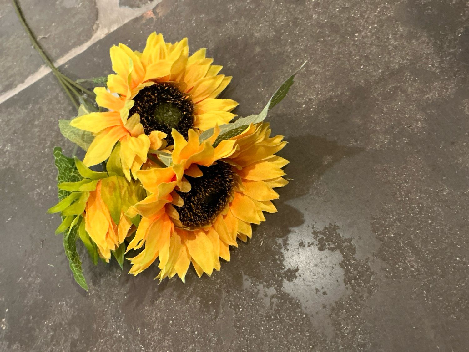 Zonnebloem