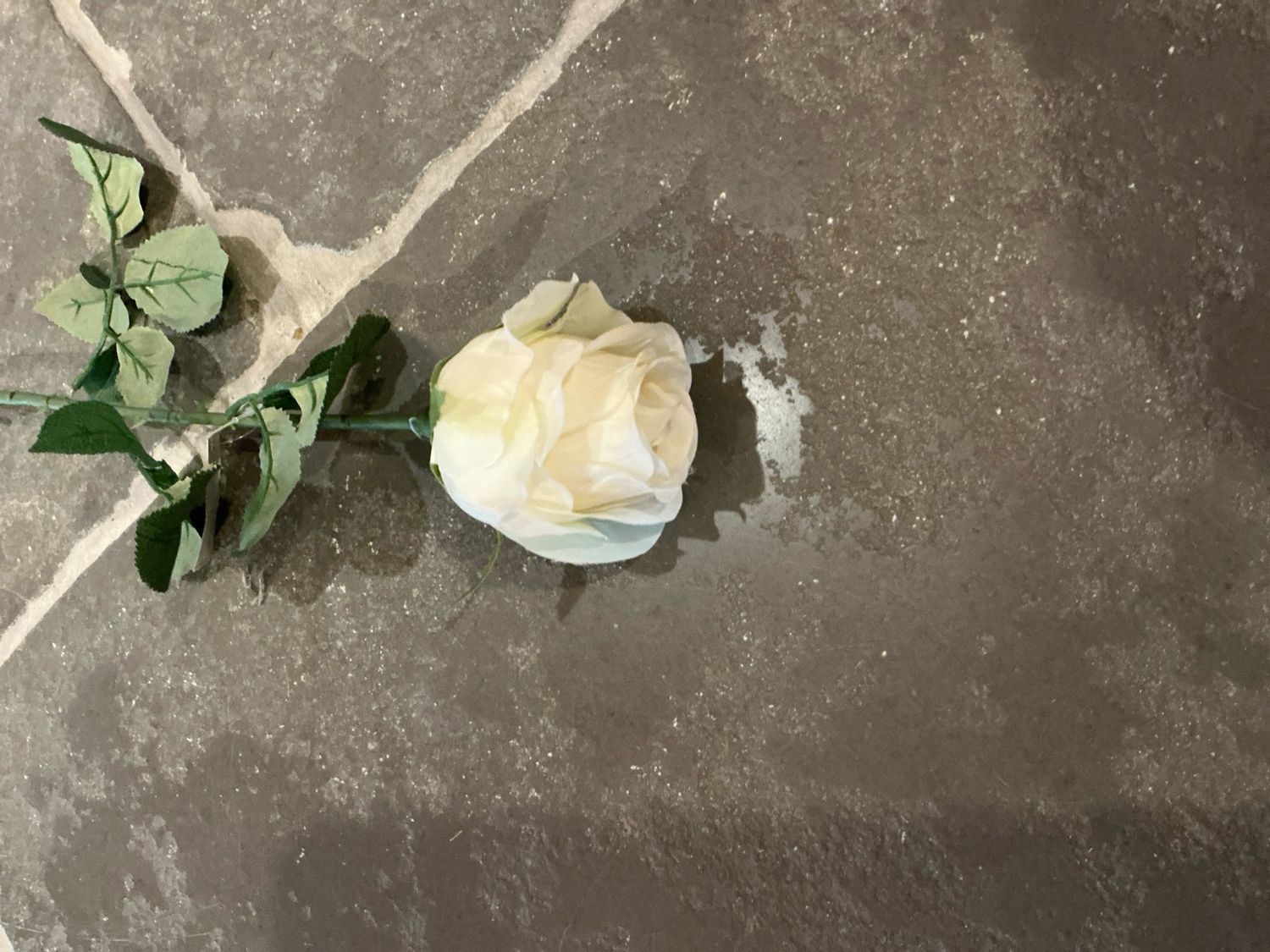 Witte roos