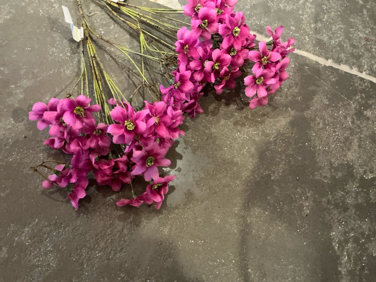 Magenta fushia