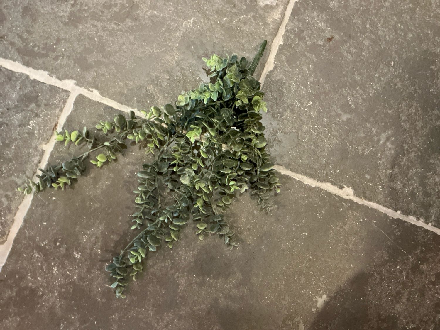 Eucalyptus