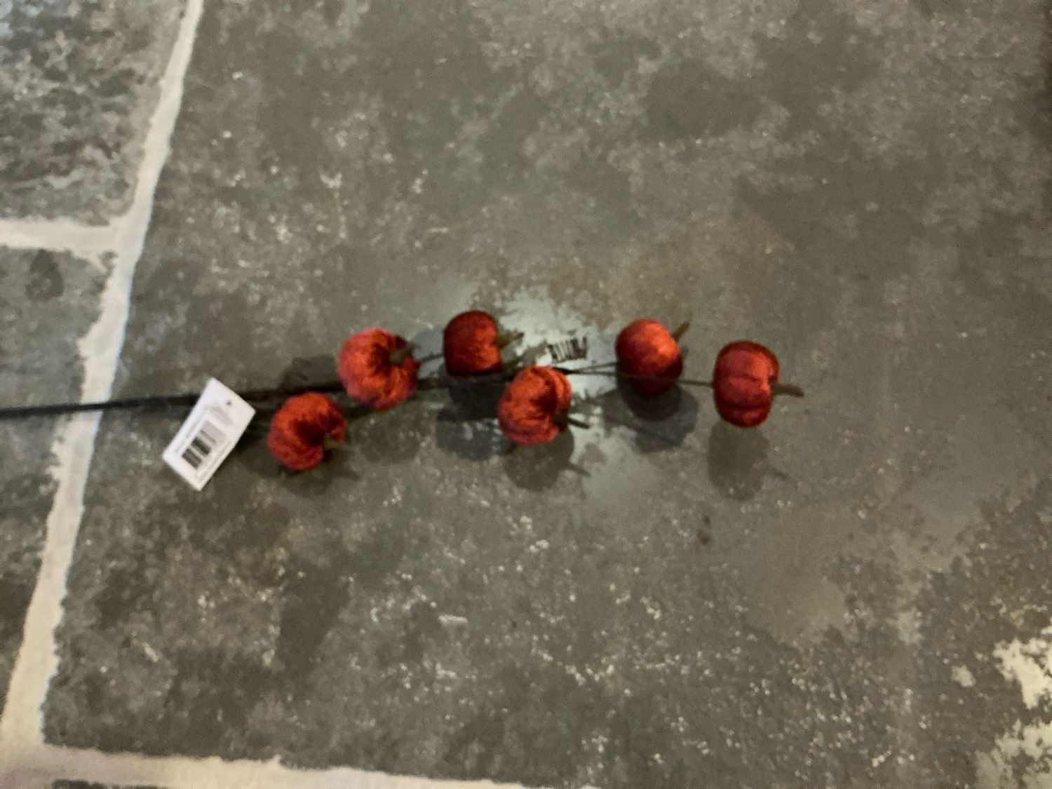 Pompoenen op steel bordeaux