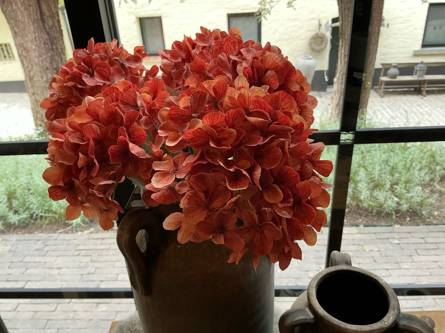 Hydrangea oranje