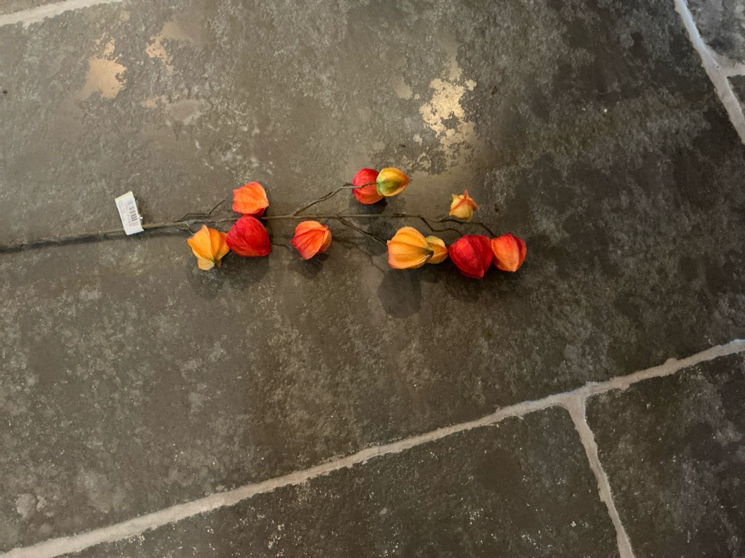 Physalis 80cm