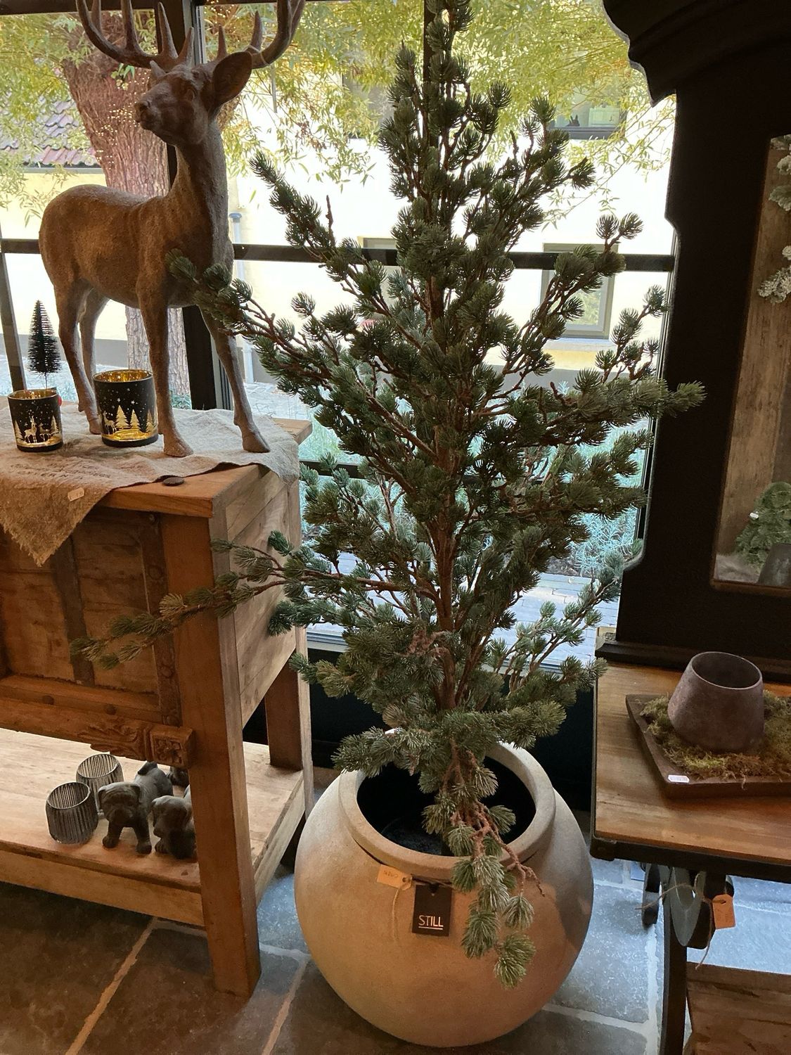 Larix boom hoogte 160