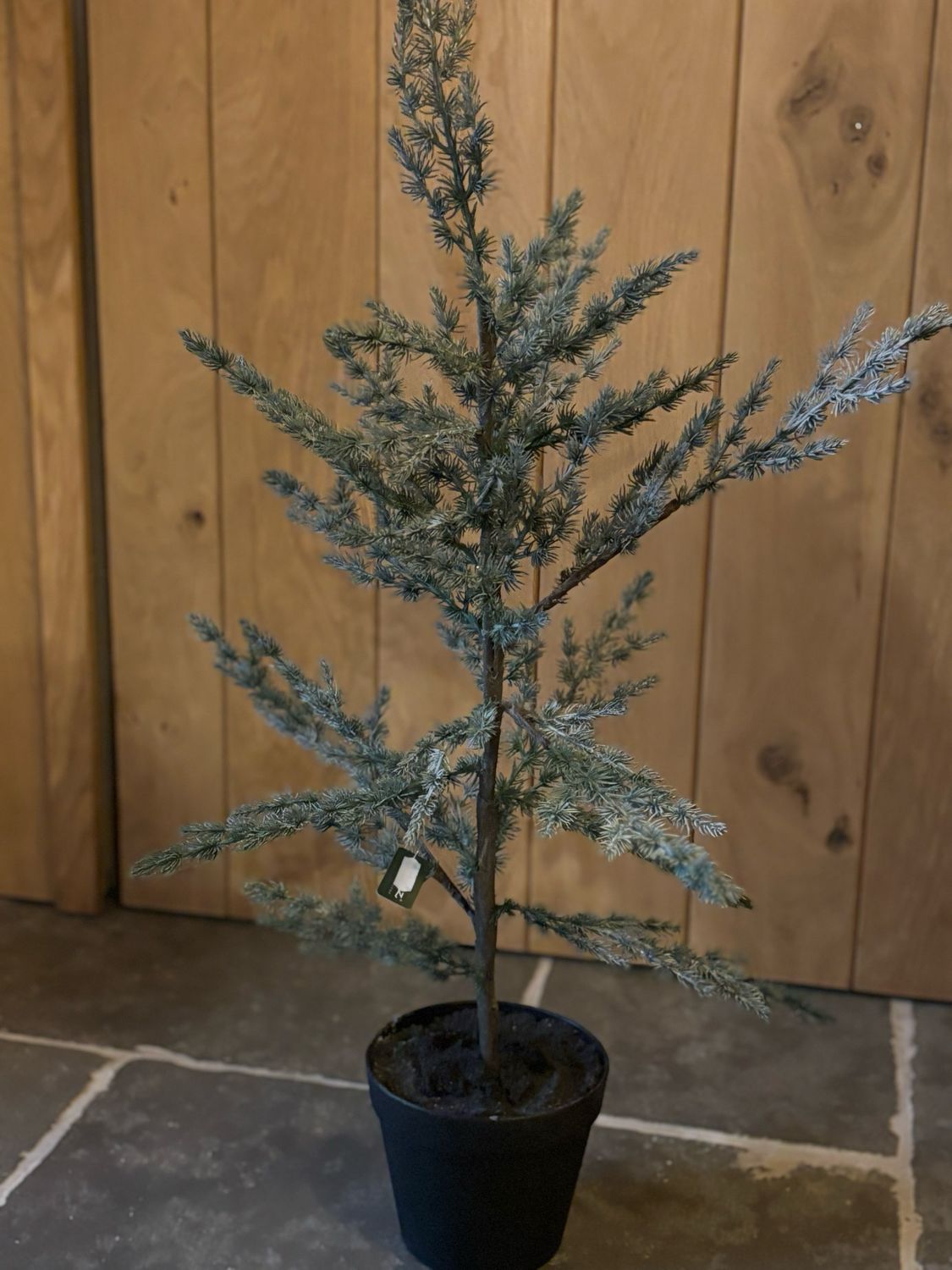 Tree ceder boompjes 80cm