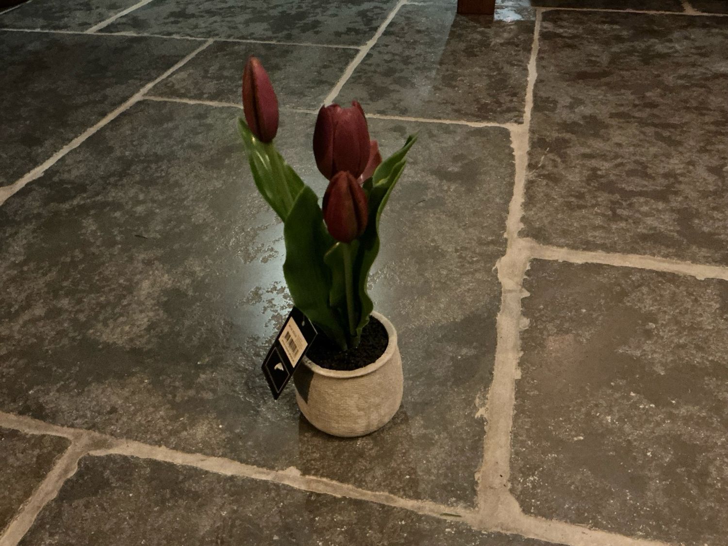 Tulpen bordeaux in potje 7cm doorsnee en 28cm hoog