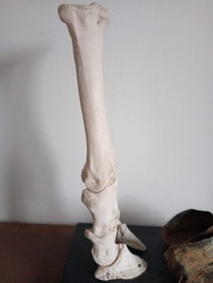 Anatomisch model - Paardenbeen - Aug. Bossaerts Leermiddelenhandel - 1950-1960