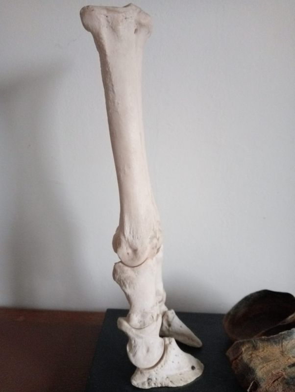 Anatomical model - Calf bone claw Aug. Bossaerts 1950-1960 Anatomical model - Calf bone claw Aug. Bossaerts 1950-1960