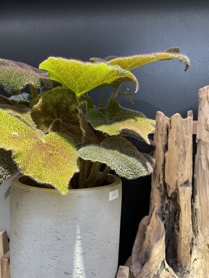 Begonia
