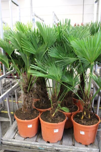 Trachycarpus fortunei