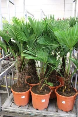 Trachycarpus fortunei