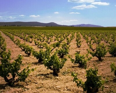 Global Winepartners Spain