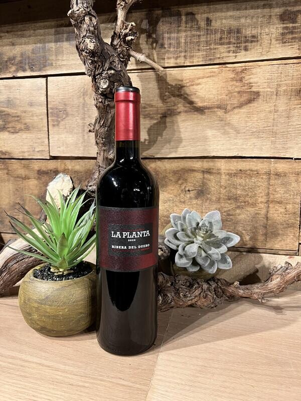 Arzuaga - Ribera Del Duero - La Planta