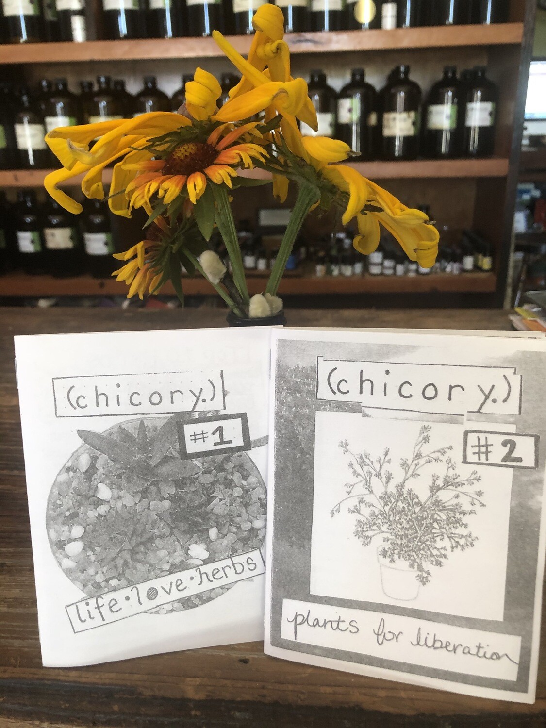 Chicory Zine #2