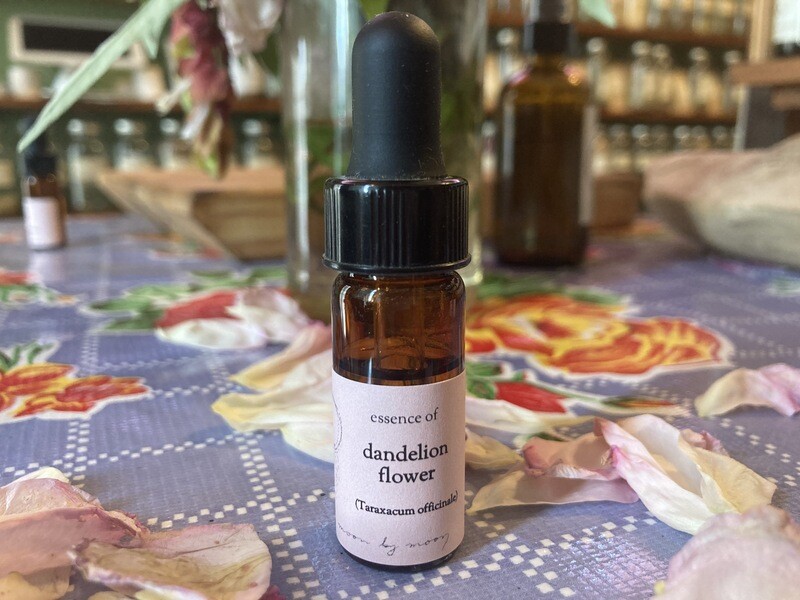 "Dandelion" Flower Essence by Moon by Moon Apothecary