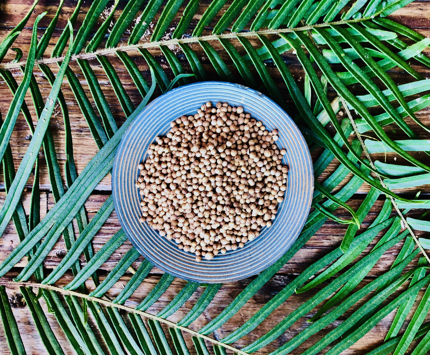 Coriander Seeds, Dried