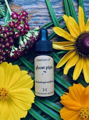 "Ghost Pipe" Flower Essence by Moon by Moon Apothecary