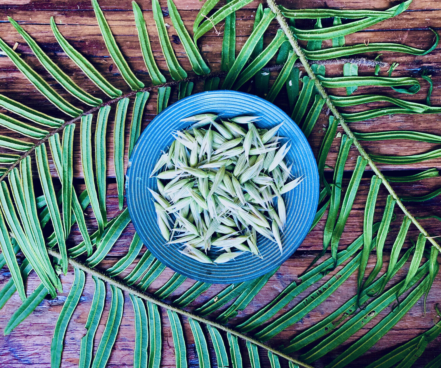 Milky Oat Tops, Dried