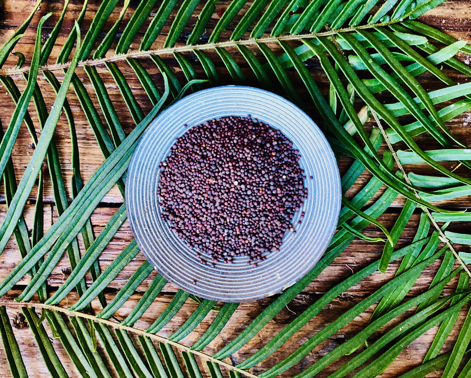 Mustard Seeds (Brown), Dried
