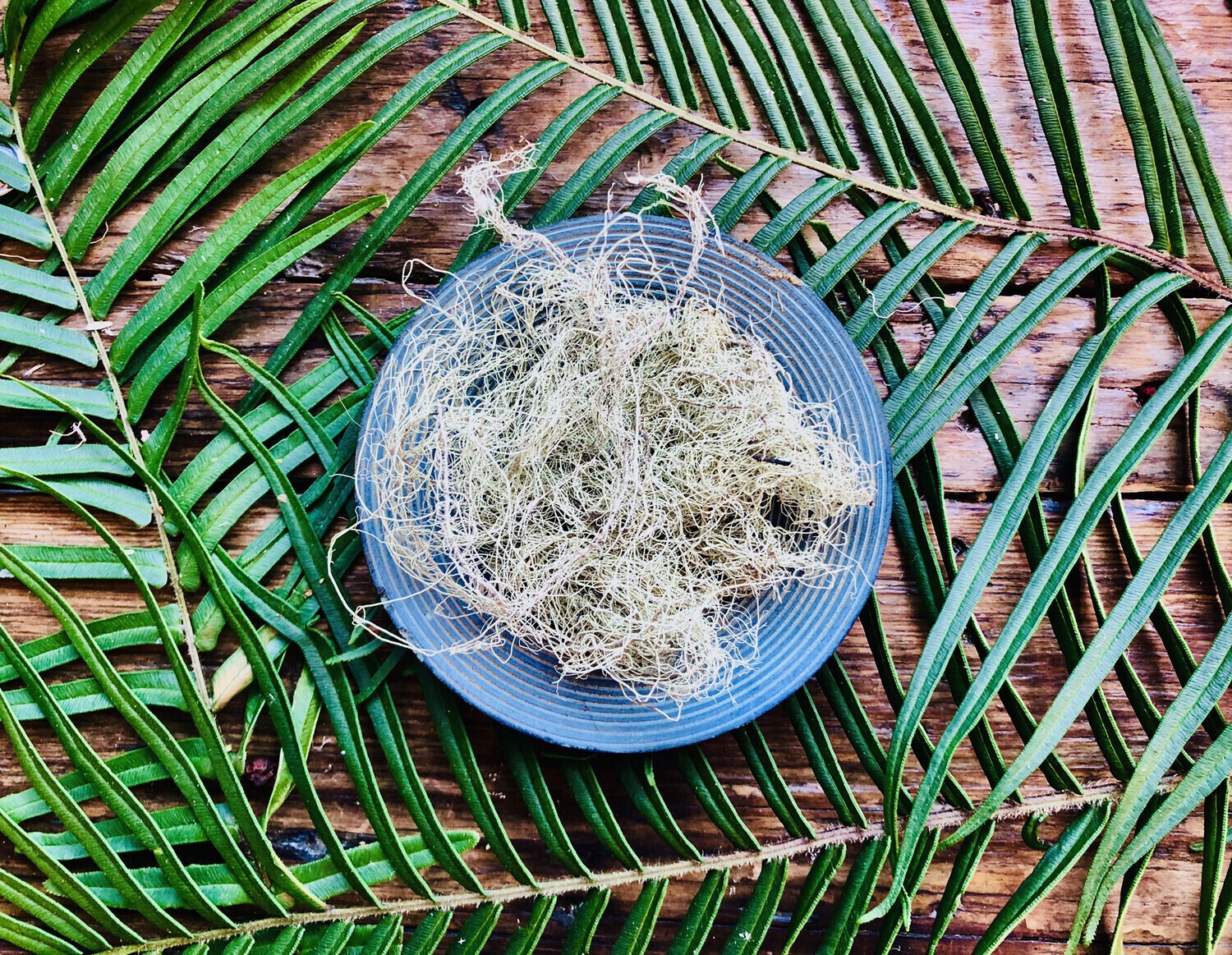 Usnea, Dried