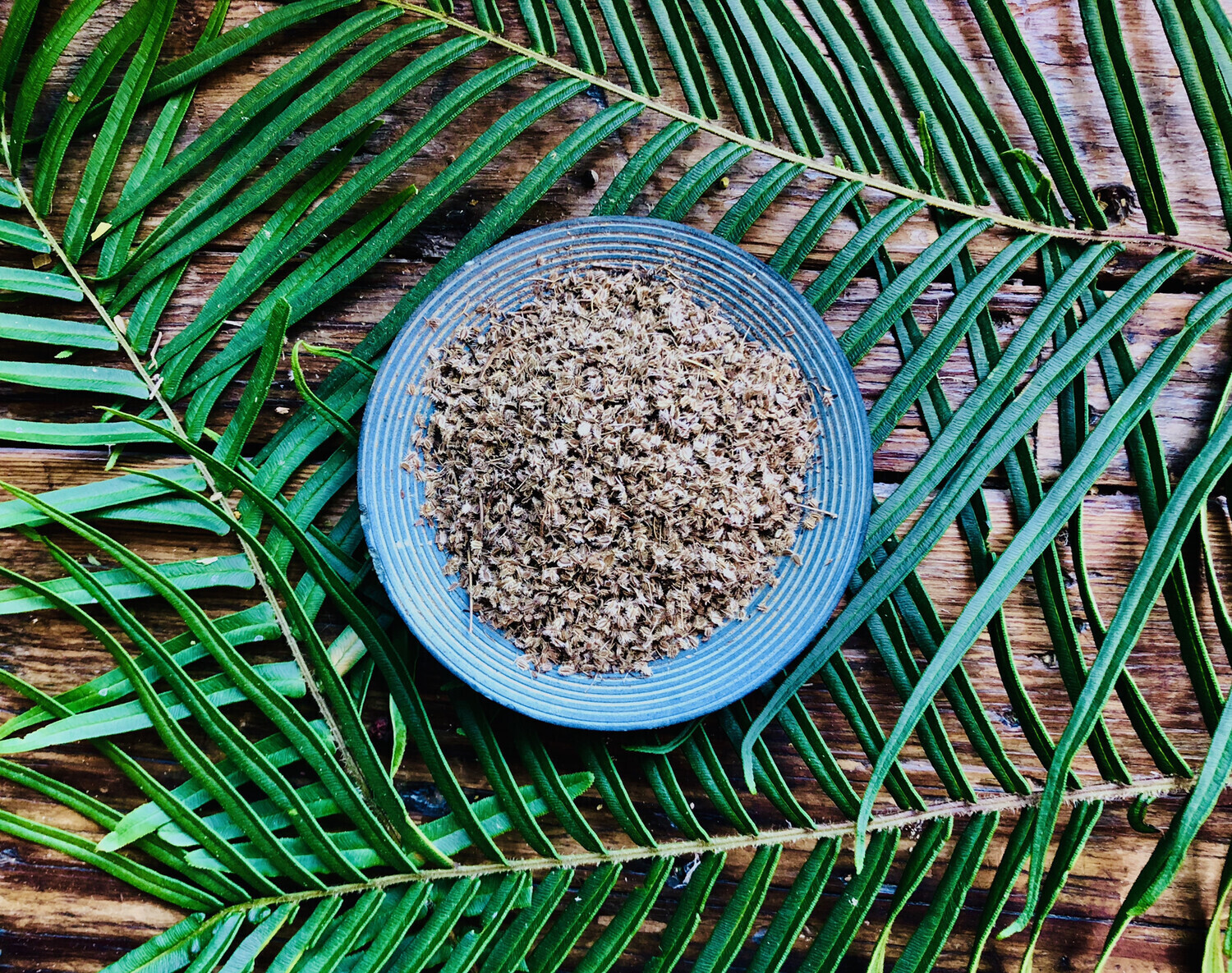 Wild Carrot, Dried