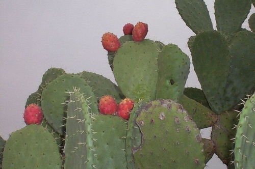 Tuna (opuntia ficus)Powder-4oz.
