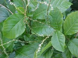 GUINEA HEN WEED ROOTS AND LEAVES -20LB