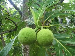 Breadfruit Leaves (dried)-1lb