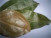 Cinnamon Leaves /Sticks-4 oz.