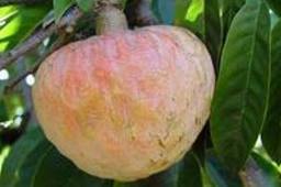 Custard Apple Leaves-8oz.