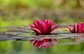 Beginning Again After Caregiving Ends