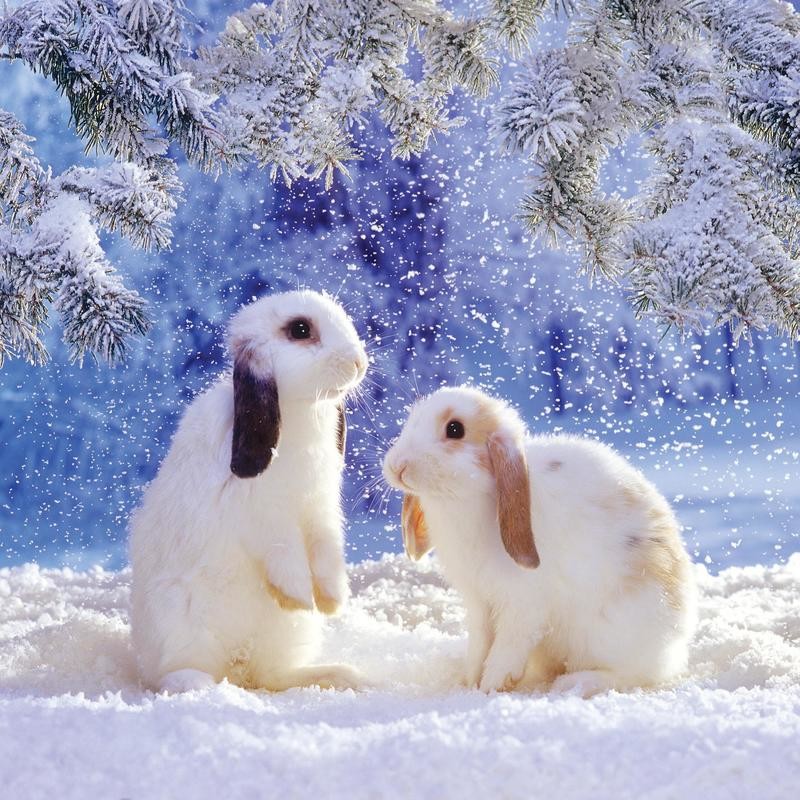Bunny Christmas Cards