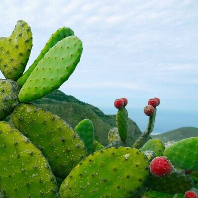Nopal: Figuier de barbarie