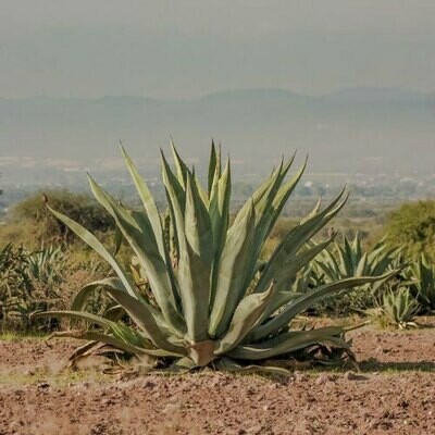 Sucre d'agave en poudre