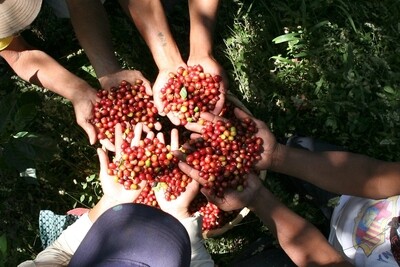 Kaffee/ Espresso Sorten
