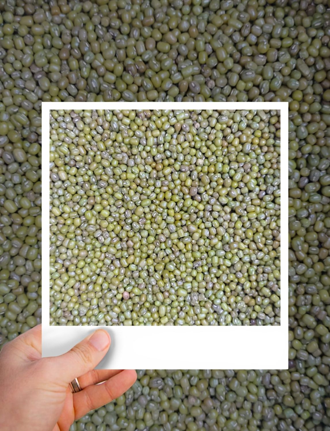 Monggo (PER KILO)